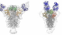 SARS-CoV-2 antibodies images of two different SARS-CoV-2 antibodies attached to virus's spike protein