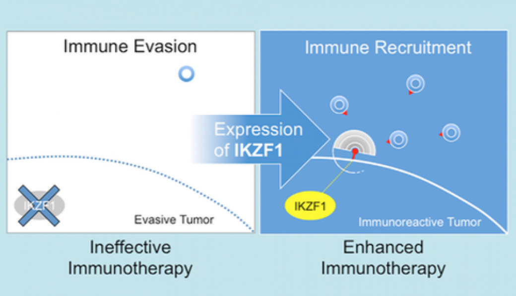 Harnessing Hair Loss Gene Could Improve Cancer Immunotherapy Columbia University Irving