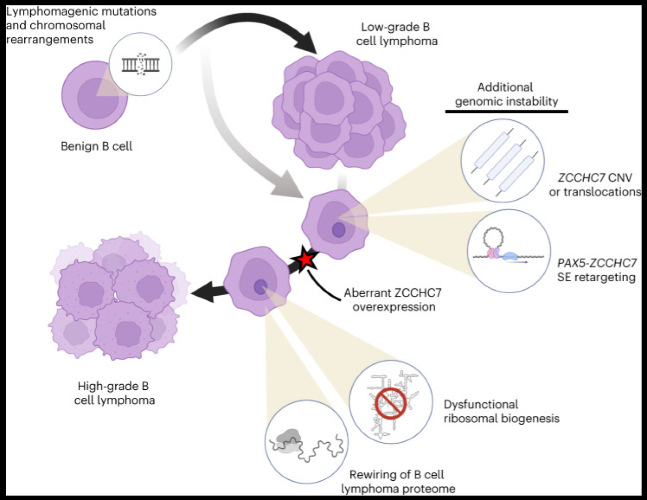 illustration showing genetic changes that lead to lymphoma