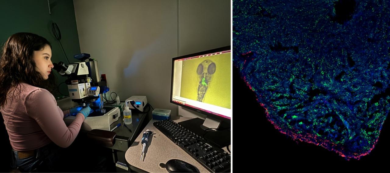 a researcher looks under a microscope and an image of heart cells