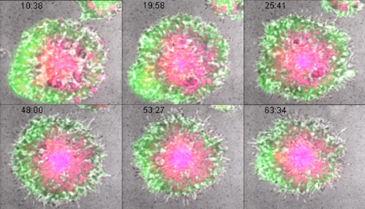still images from video of a CAART cell in action