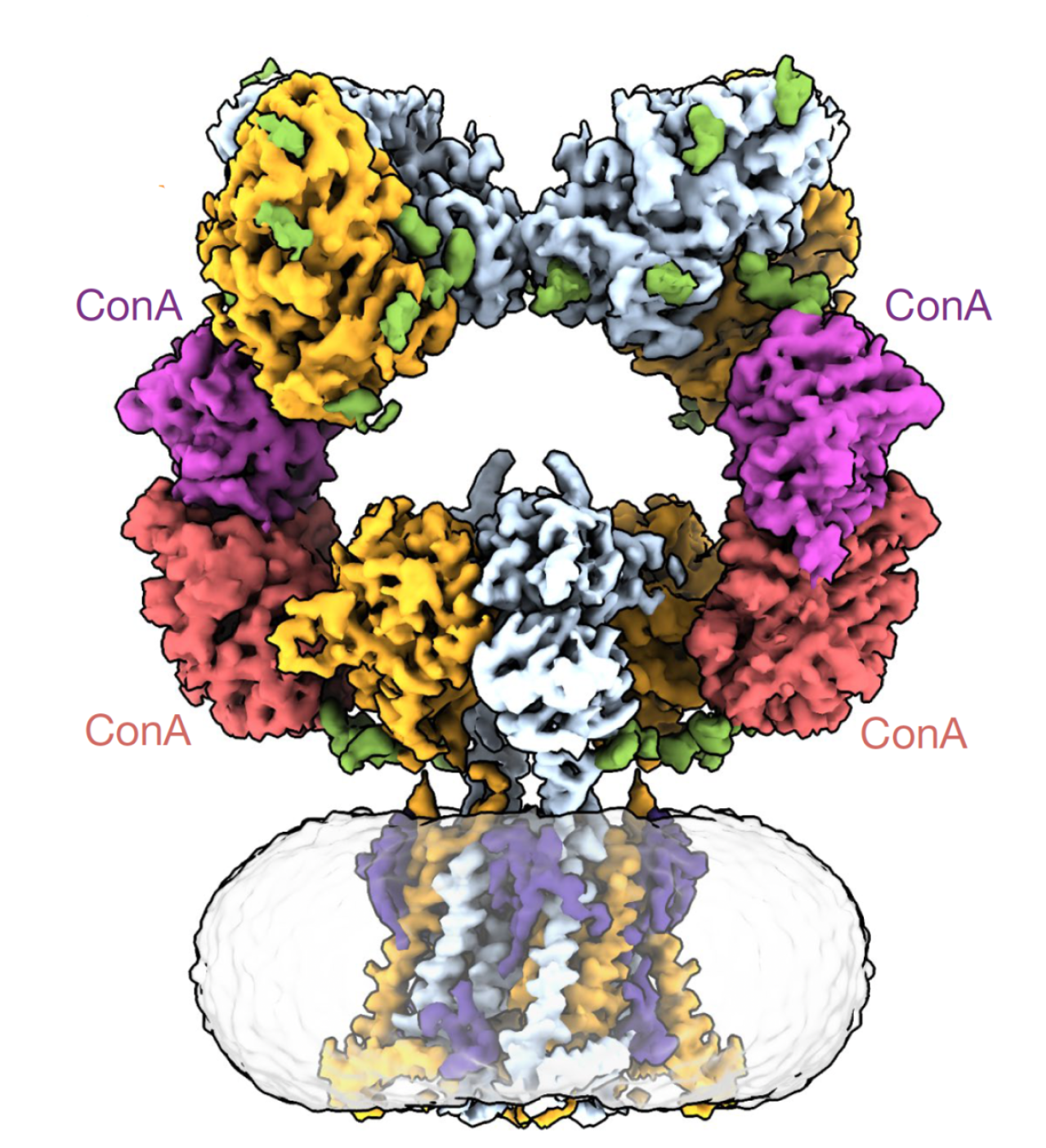 kainate receptor cryoEM reconstruction