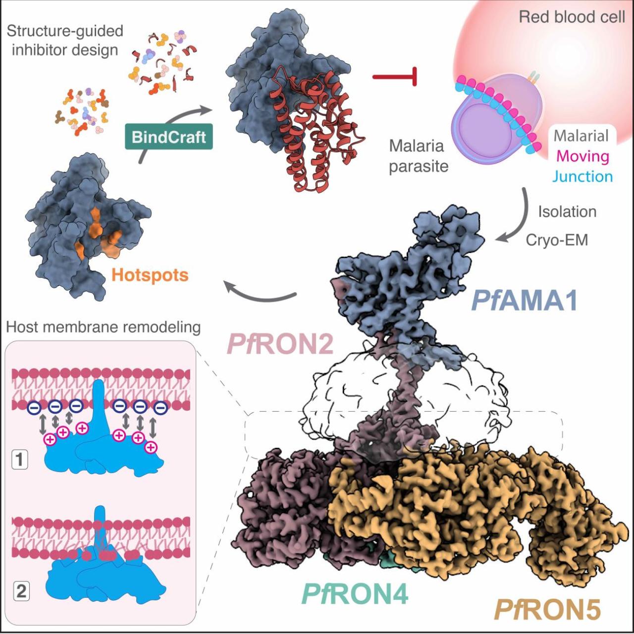 illustration of new malaria findings