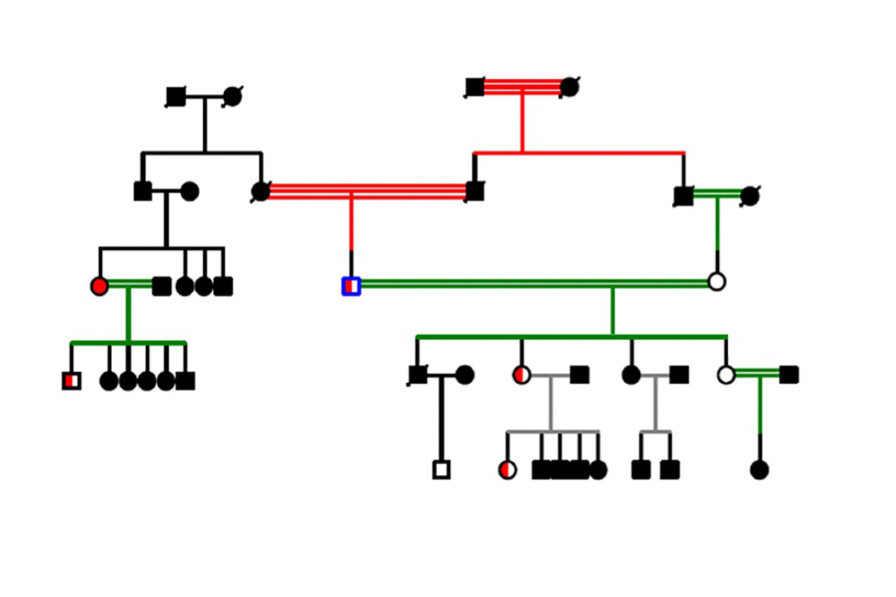 diagram of a family pedigree