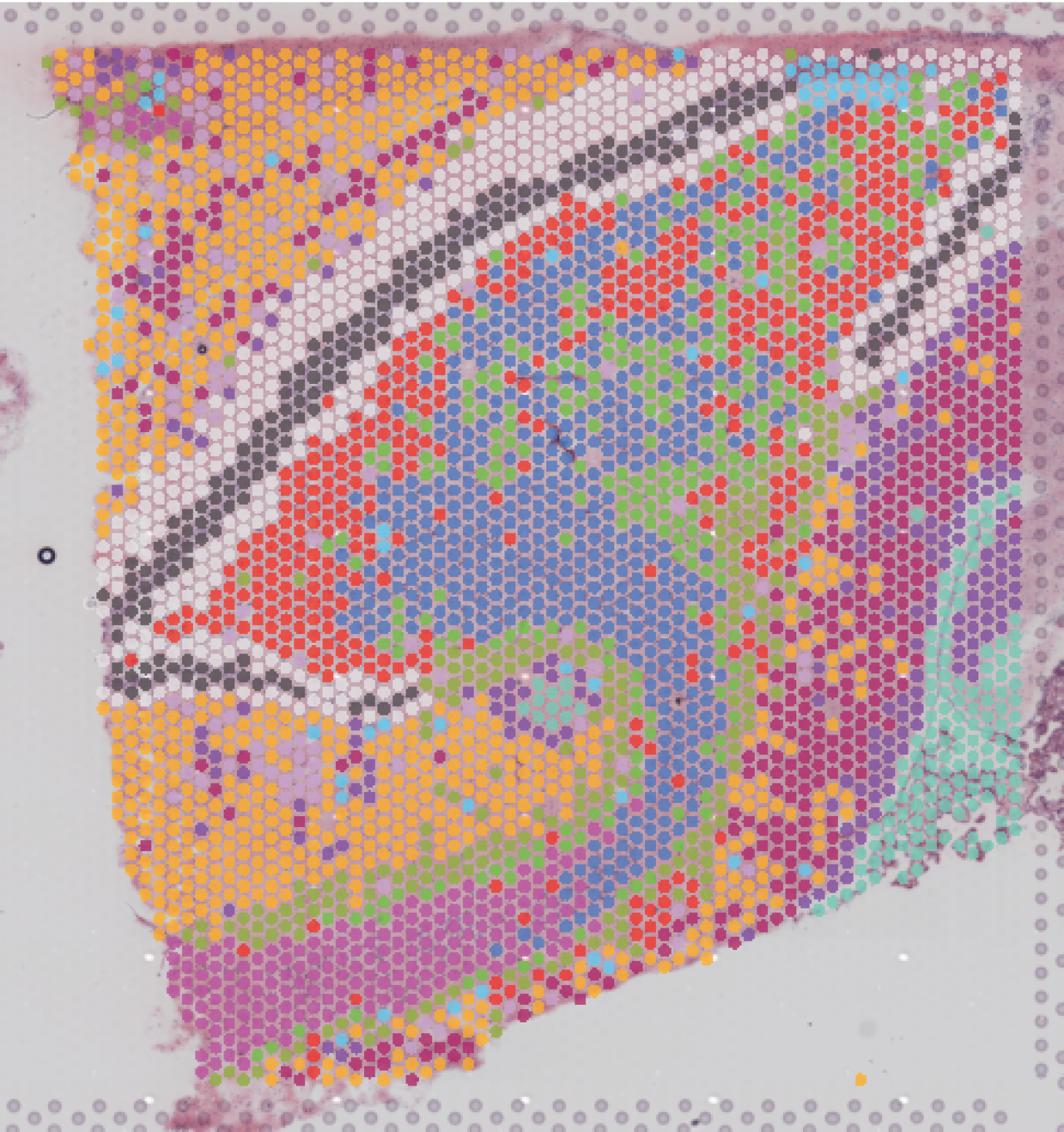 colored circles mark different types of neurons in hippocampus