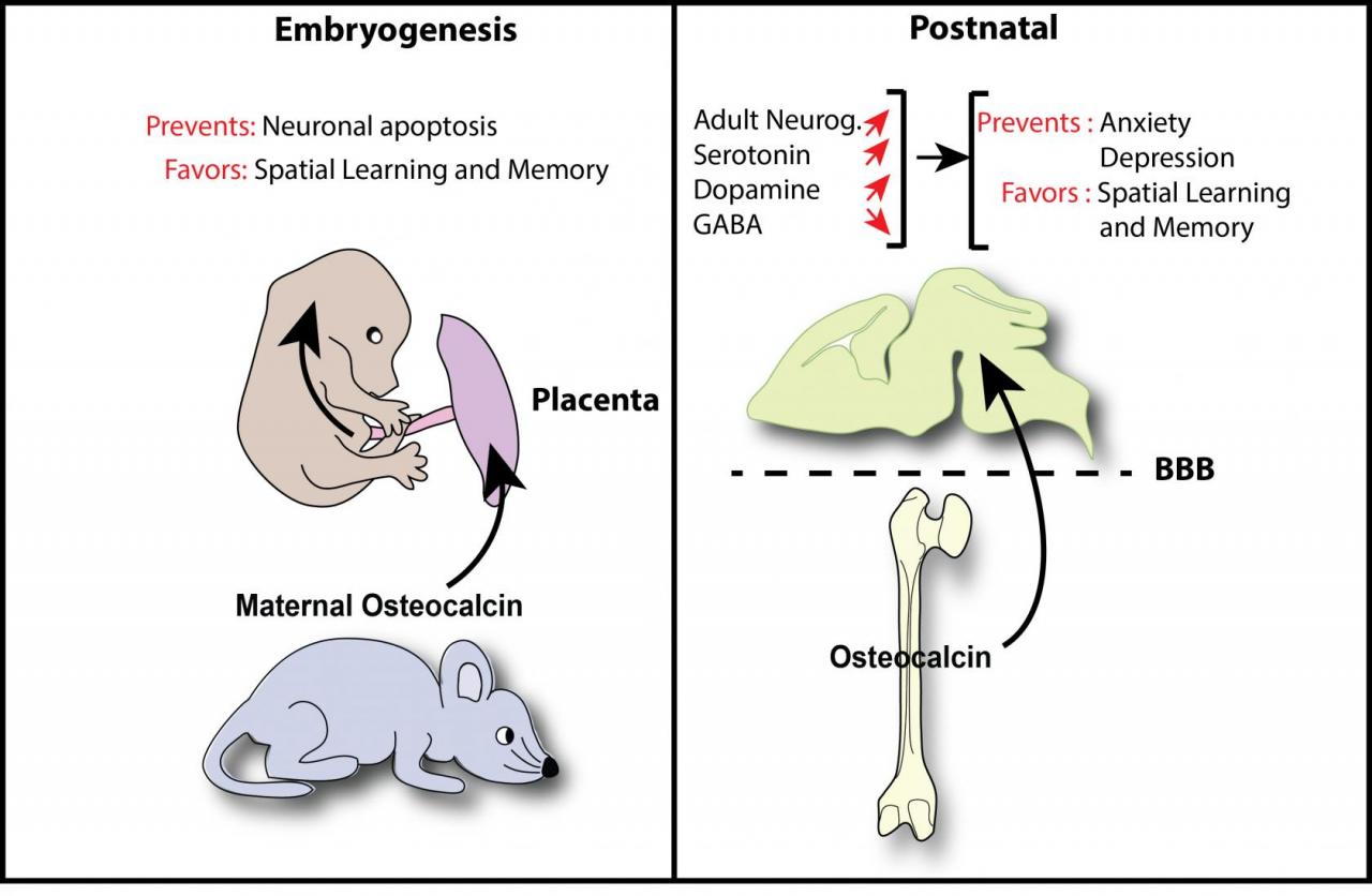 Bone Hormone Influences Brain Development and Cognition | Columbia