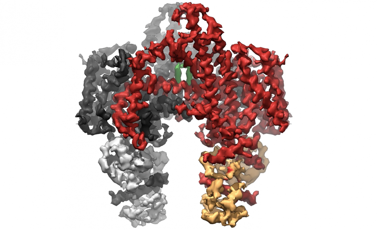 Electron Microscopy Reveals How Vitamin A Enters the Cell | Columbia ...
