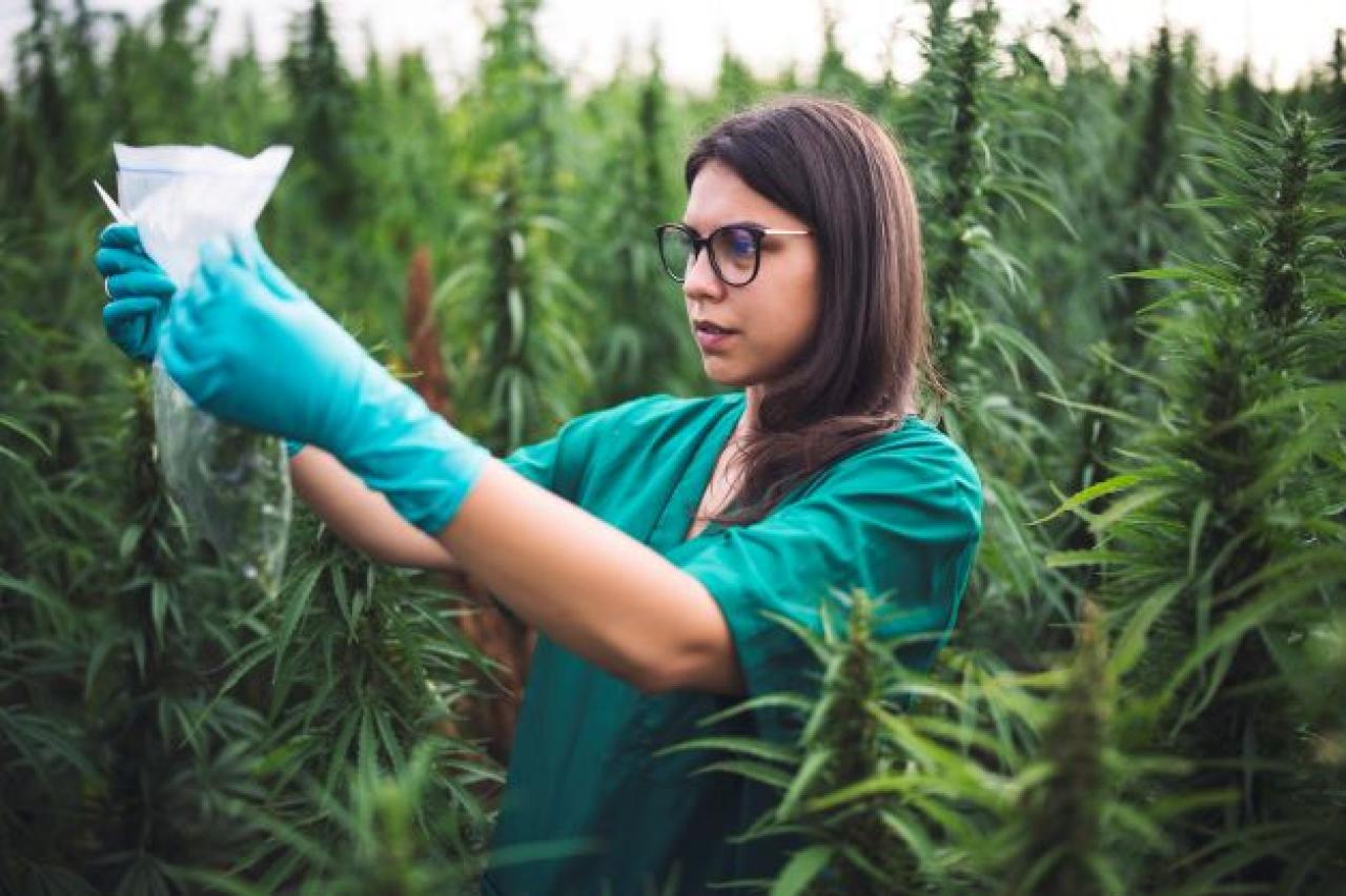 Female scientist examining cannabis sample in middle of green farm
