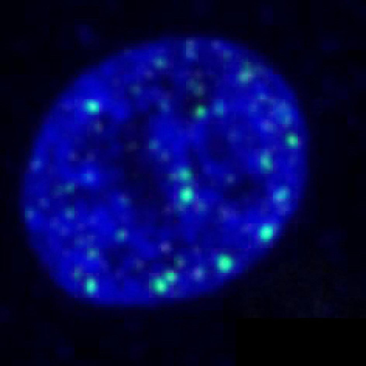 oval embryo with green spots indicating spots of DNA damage
