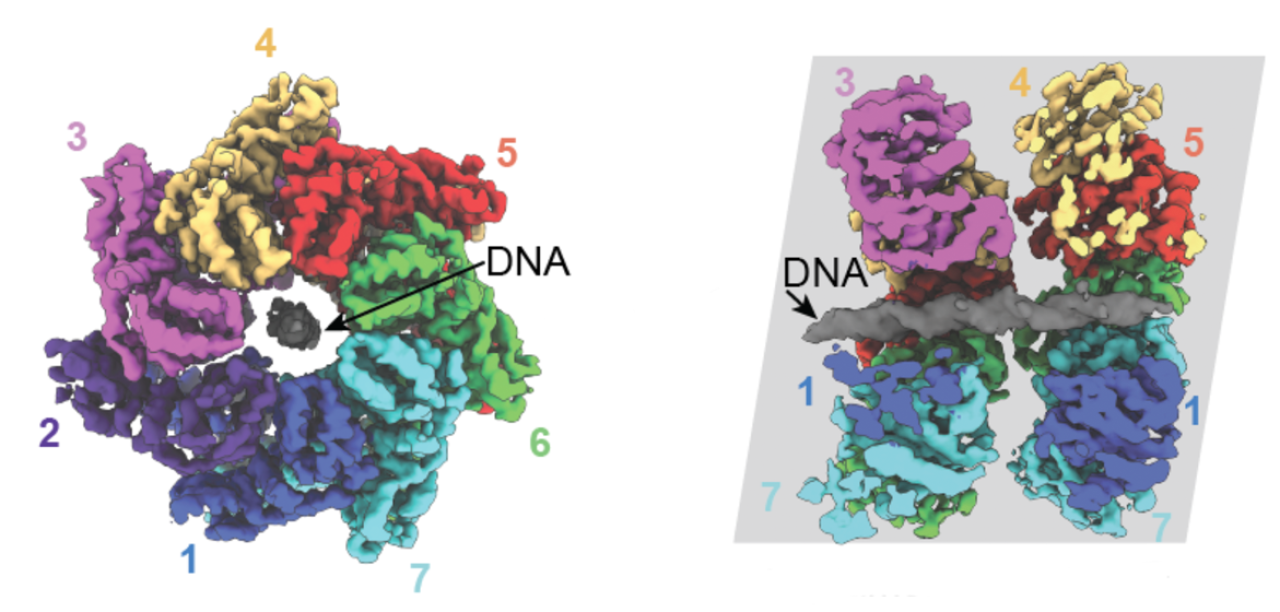 illustrations of molecules involved in gene editing