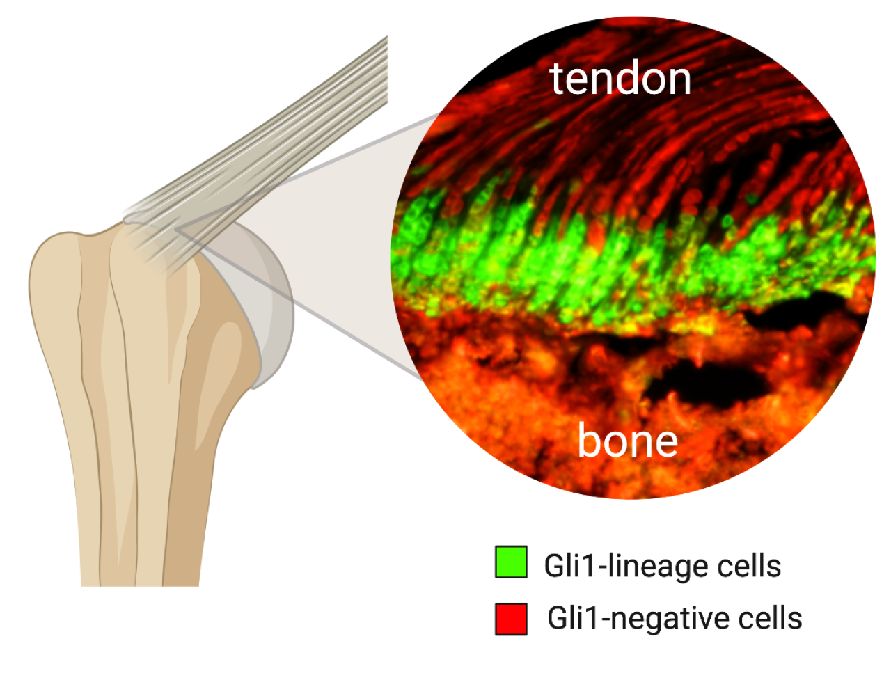 illustration of the cells that connects tendons to bones