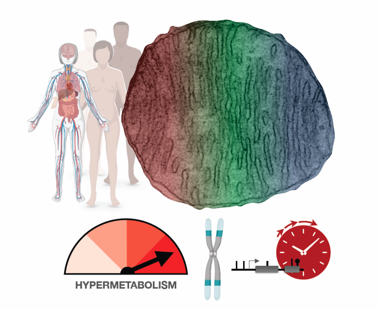 illustration of relationship among mitochondria, cell metabolism, and aging