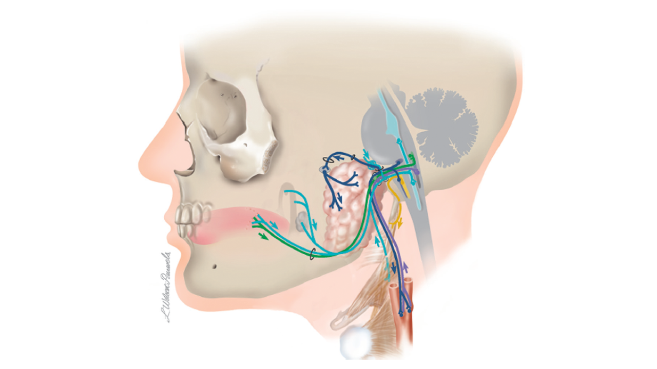 illustration of head with glossopharyngeal nerves in neck and jaw identifiedation