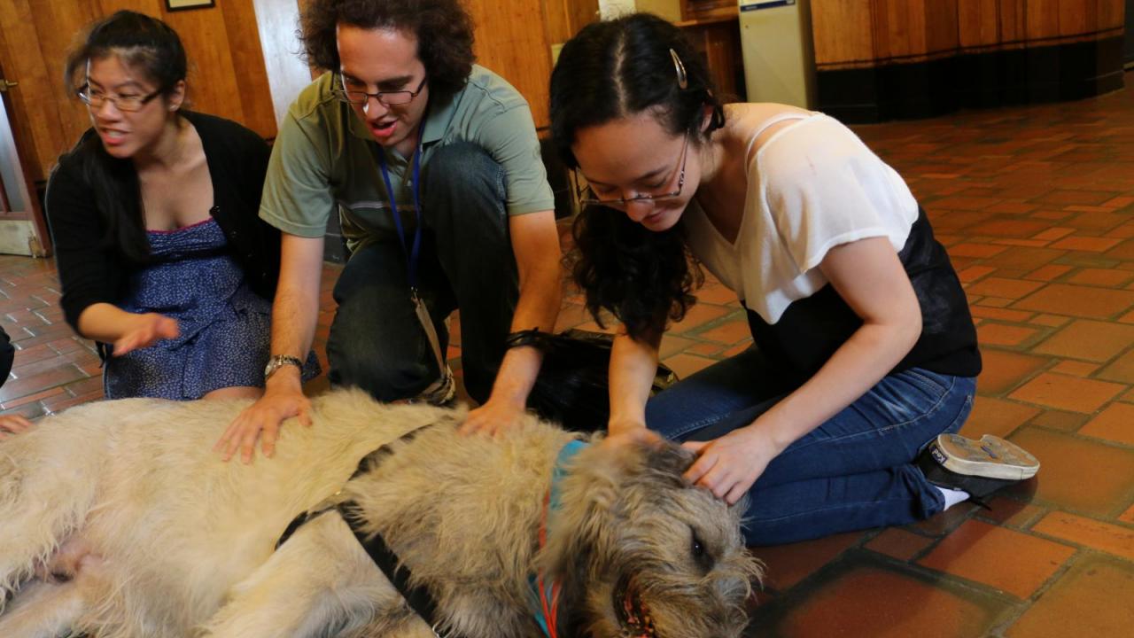Therapy Dogs Ease Stress for Students and Staff | Columbia University  Irving Medical Center