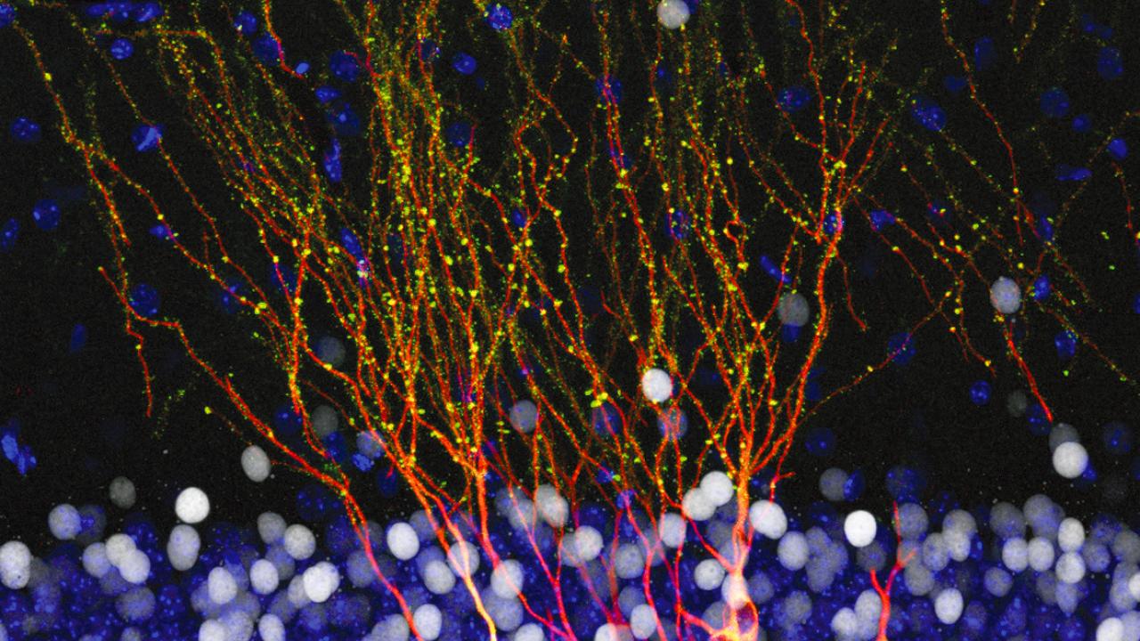 Clomifen apotheke preis