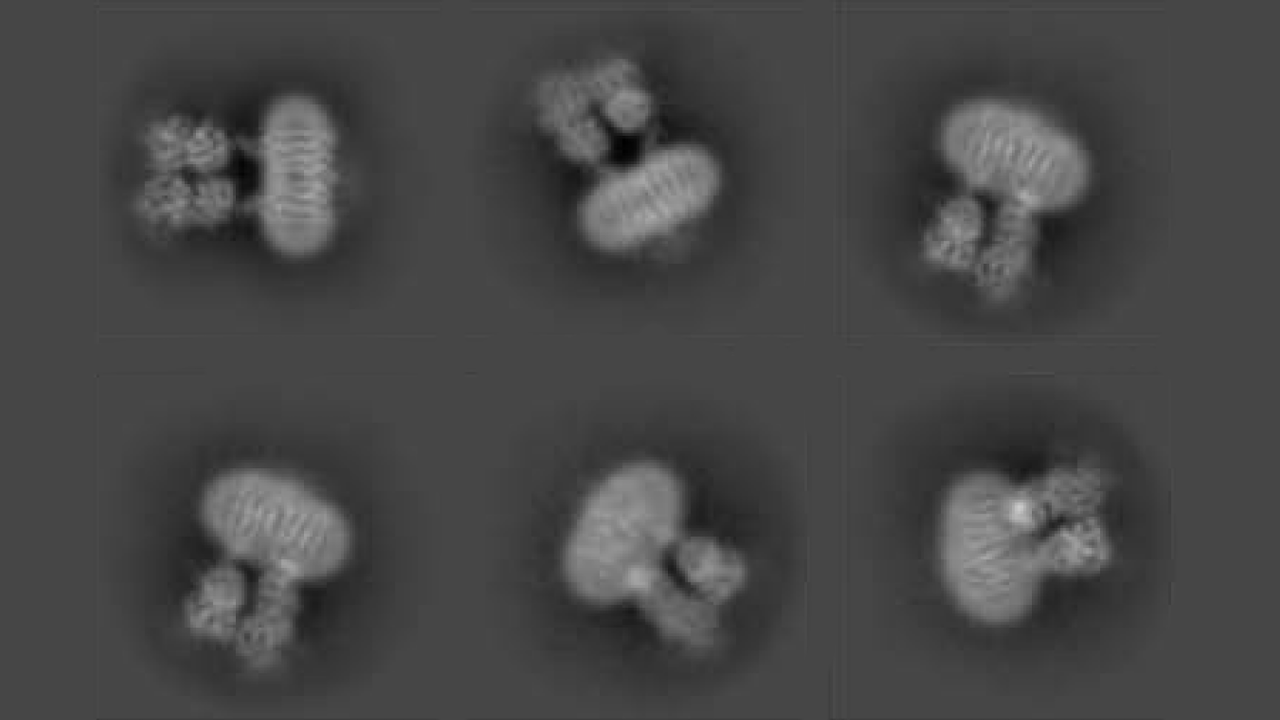 CryoEM Reveals A Molecular â€œLatchâ€  that Controls Neuron Activity