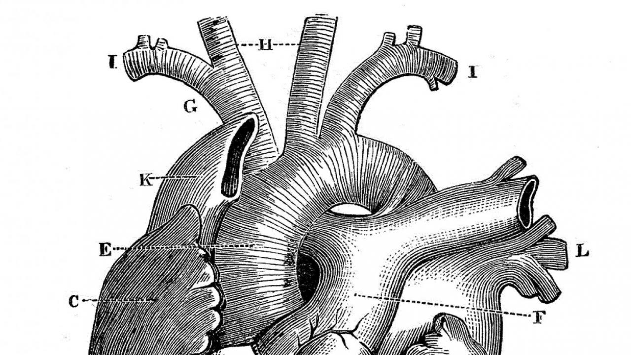 Broken Hearts | Columbia University Irving Medical Center