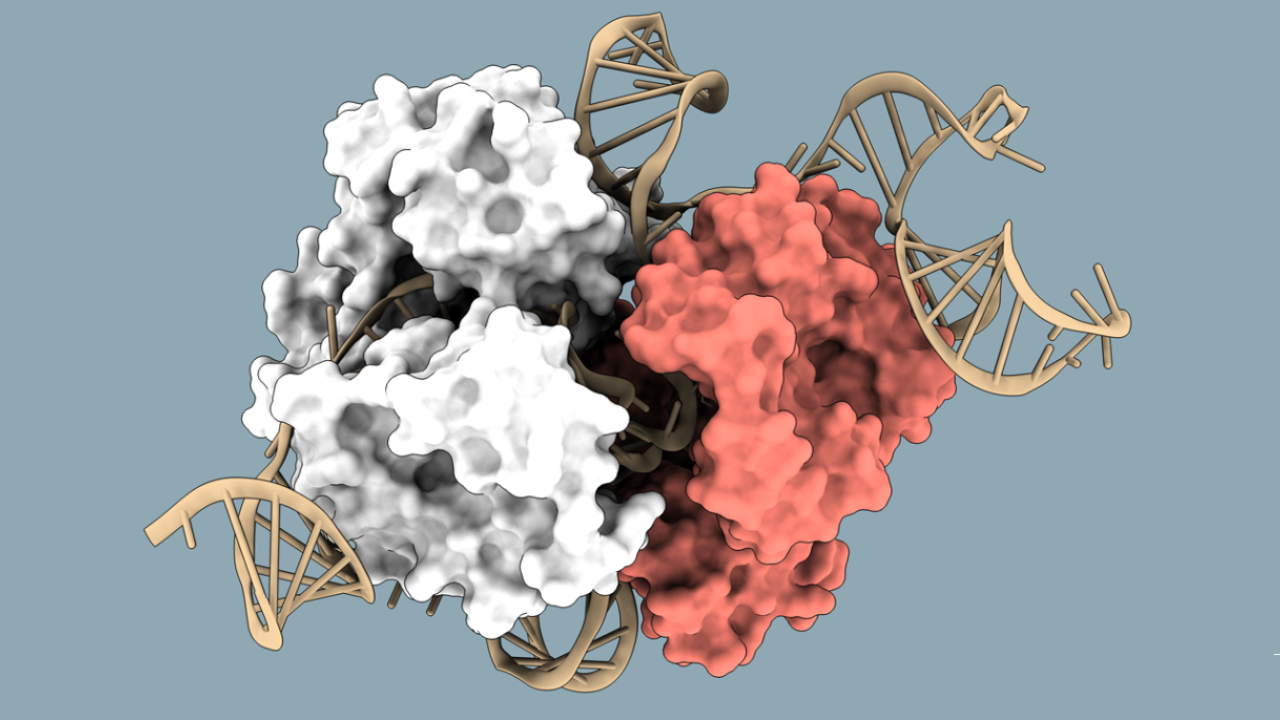Photograph accompanying Columbia team finds bacterial antiviral enzyme that adds repeat DNA the way telomerase does
