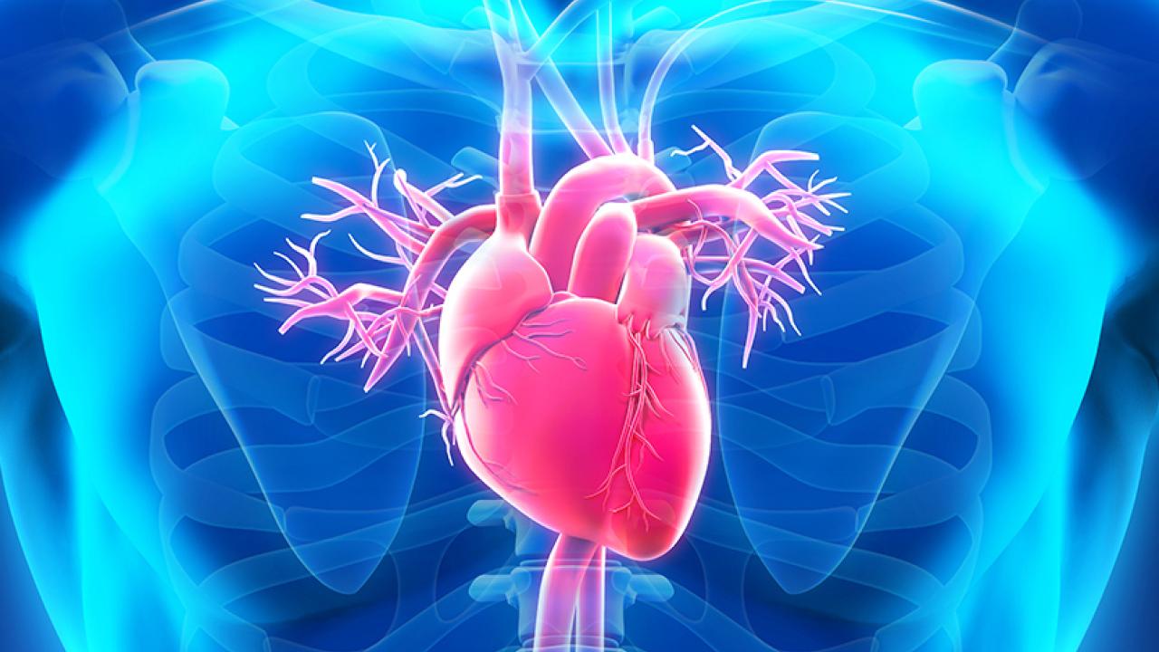How To Know Your Heart Is Healthy Columbia University Irving Medical How To Know Your Heart Is Healthy Columbia University Irving Medical