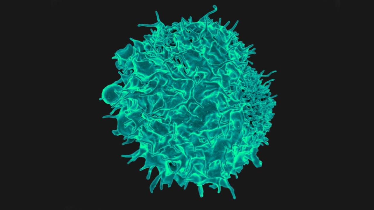 For Metastatic Prostate Cancer, Immunotherapy May Have Unexpected Potential