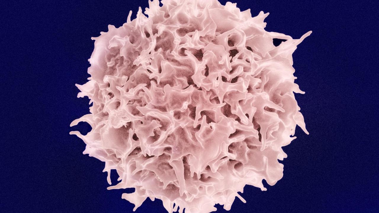 Columbia Scientists Named Chan Zuckerberg Investigators to Advance Cell ...