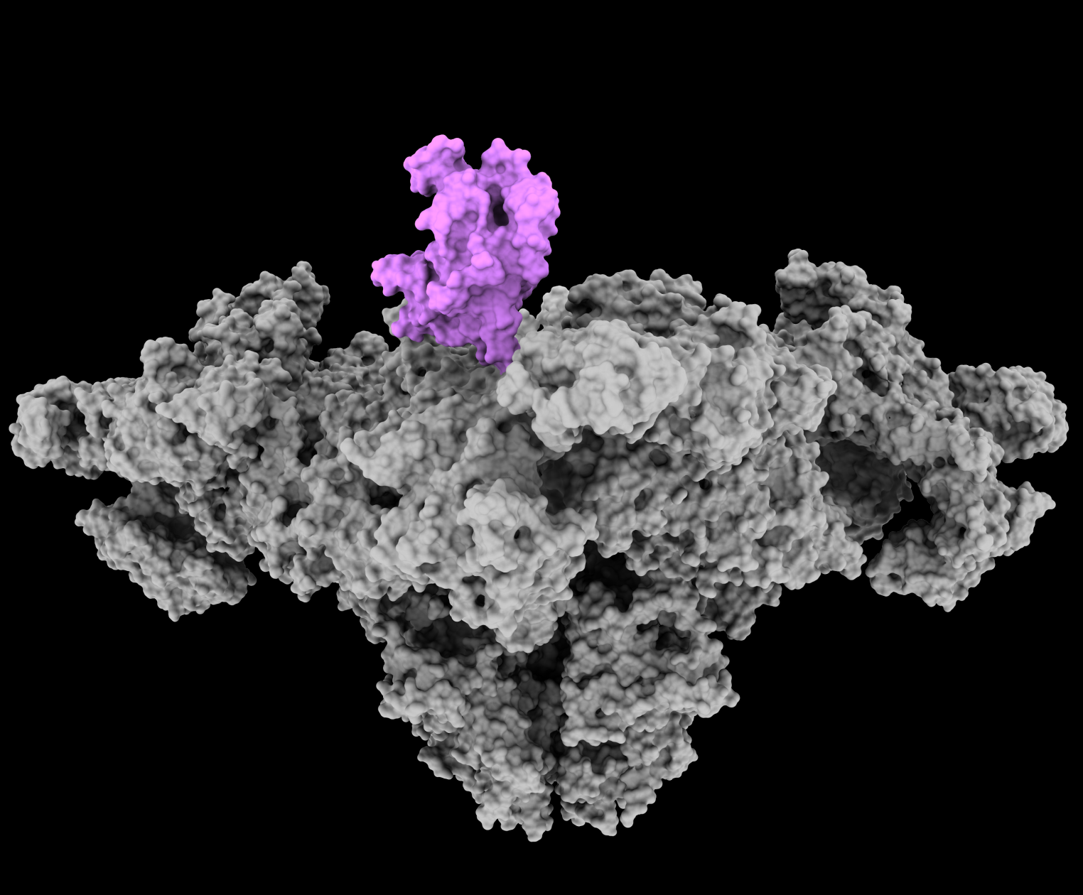 model of the ryanodine receptor molecule