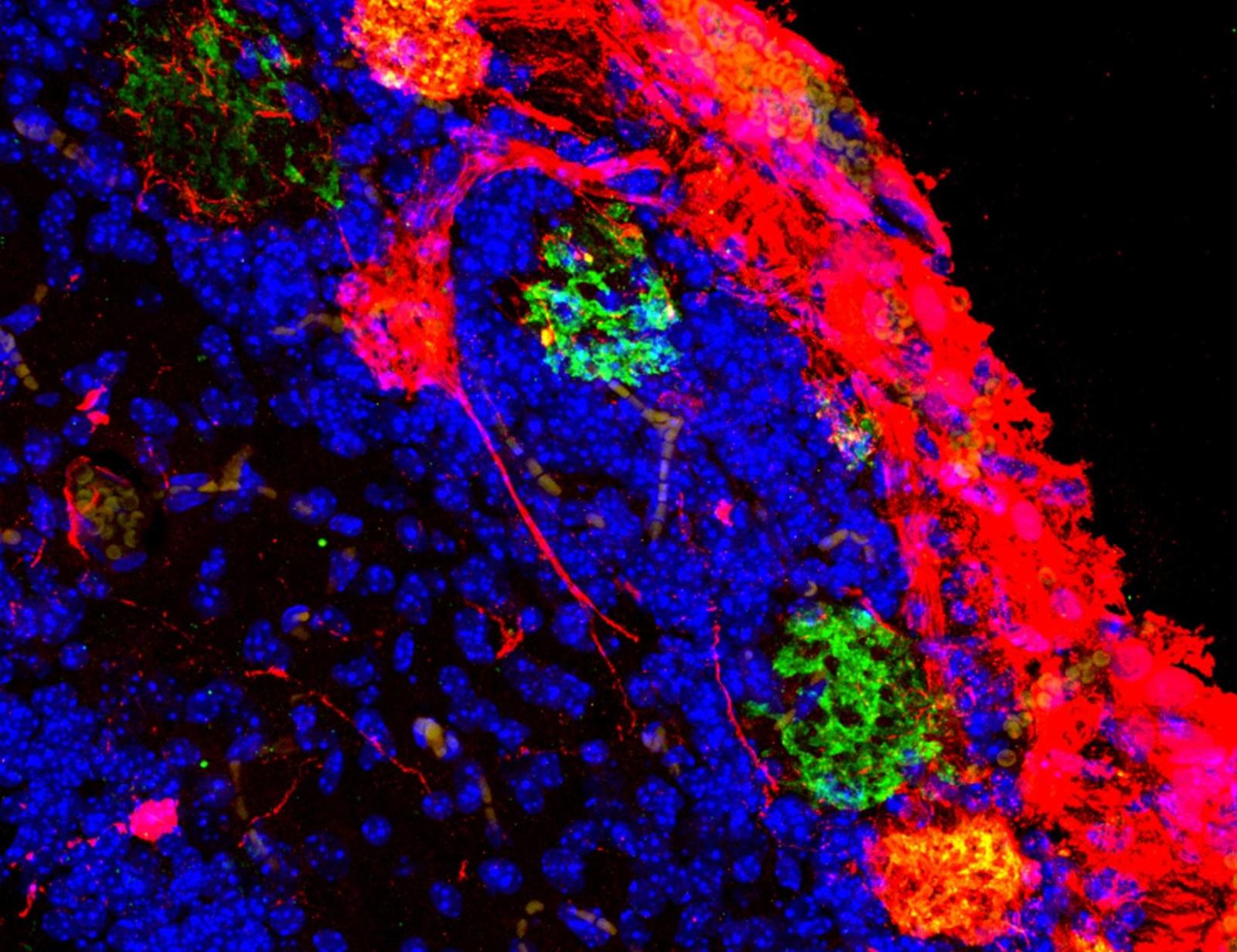 close up of hybrid brain cells 