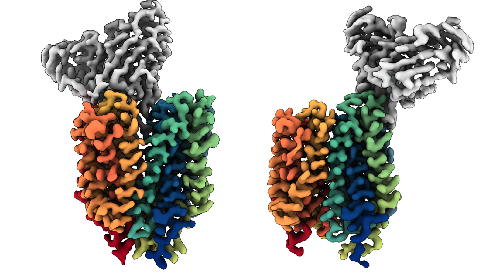 images of the choline transporter molecule