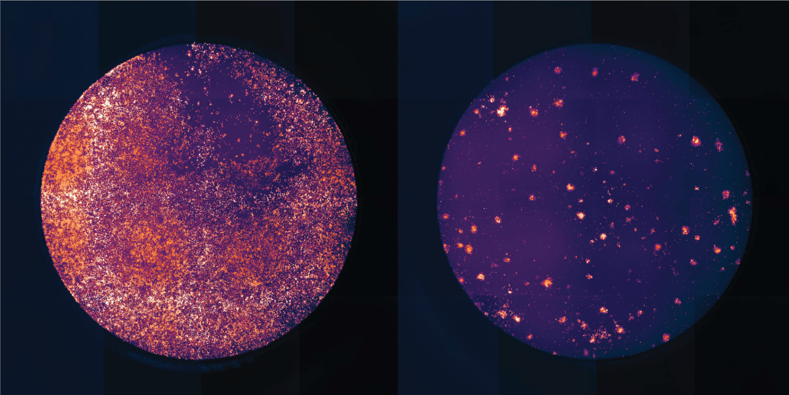 images of cells under microscope