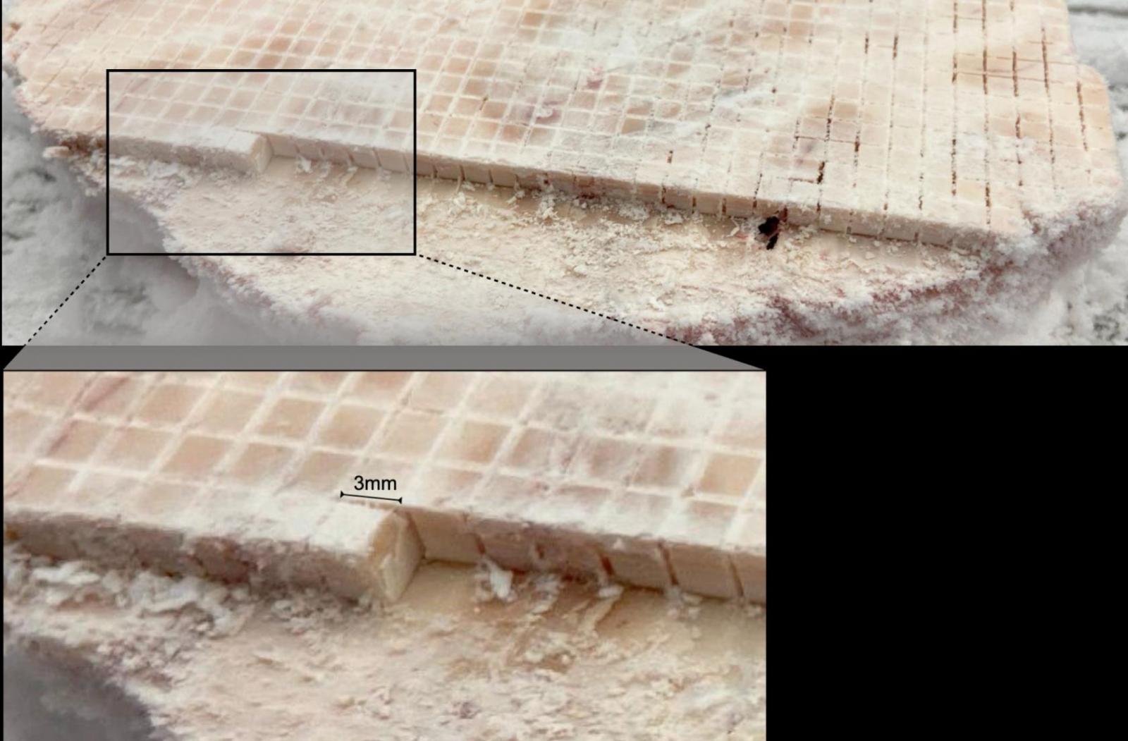 brain cut into small cubes for analysis