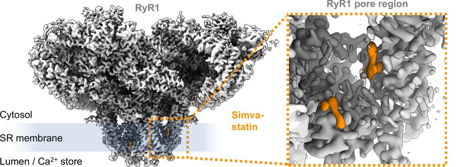 image of muscle protein with statin molecules attached