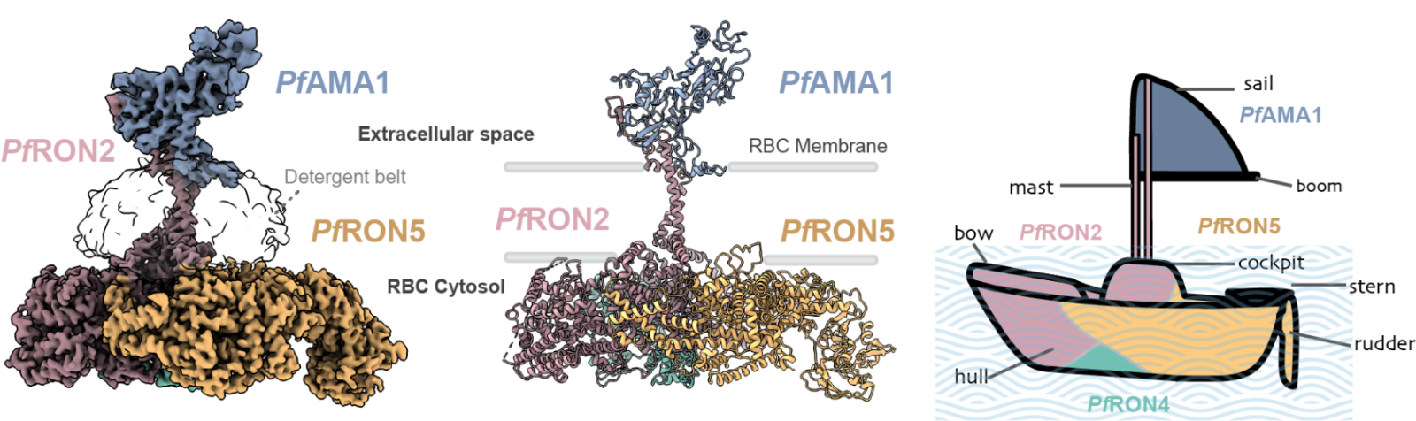 images showing the molecules used by malaria to invade blood cells