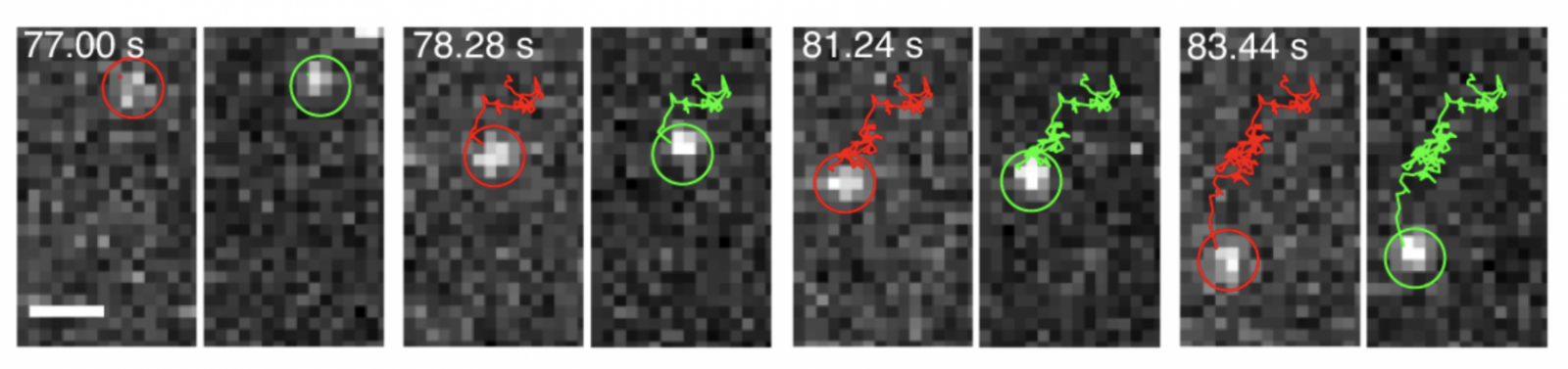 track of two pairs GPCRs on a cell membrane