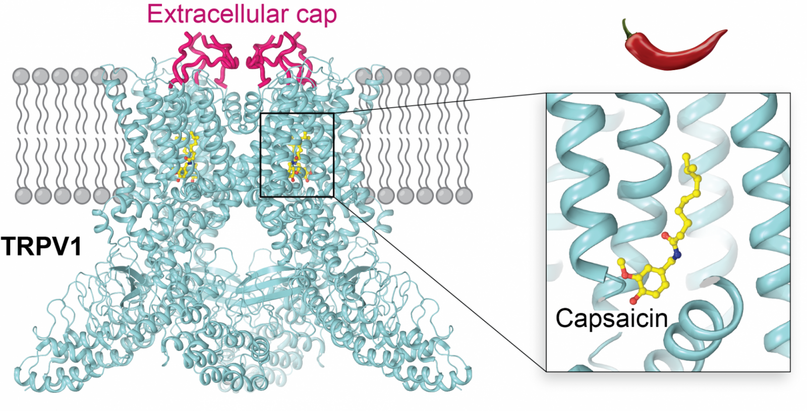 illustration of TRPV1