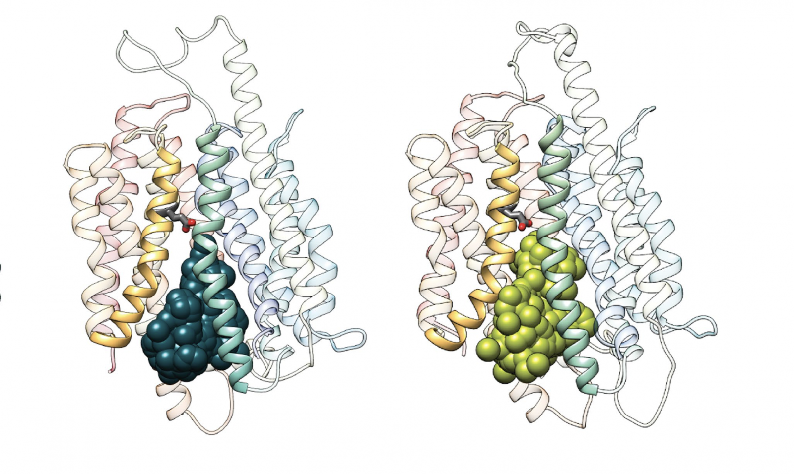 molecular models of the MFSD2A protein in process of transporting omega-3 into the brain