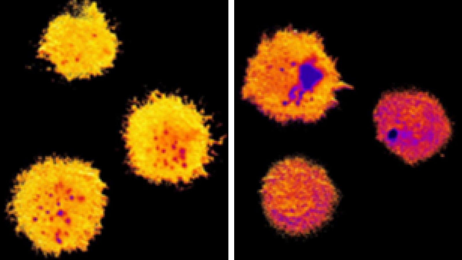 false color image of cell membranes