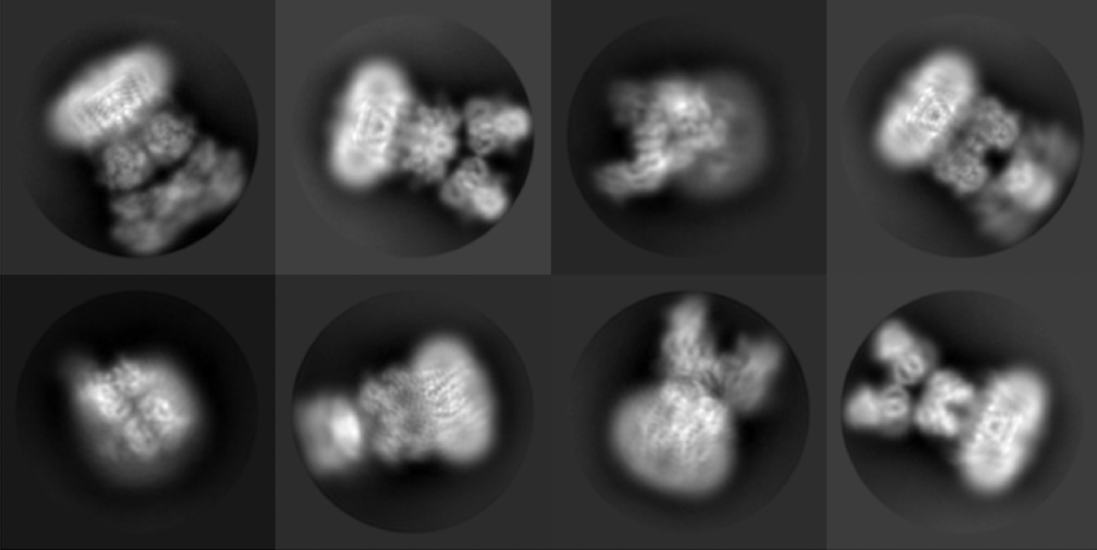 images of individual molecules as seen with Cryo-electron microscopy