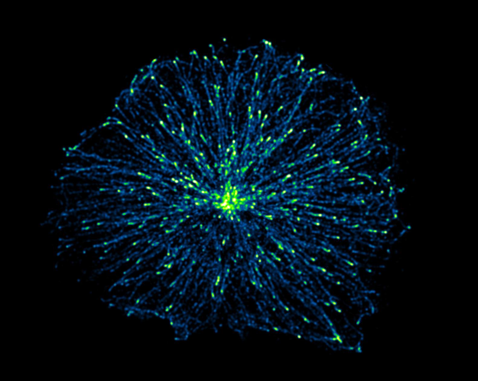 circular array of microtubules