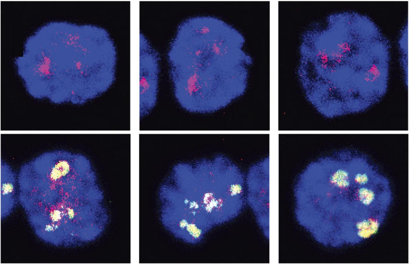 photos of individual blood stem cells