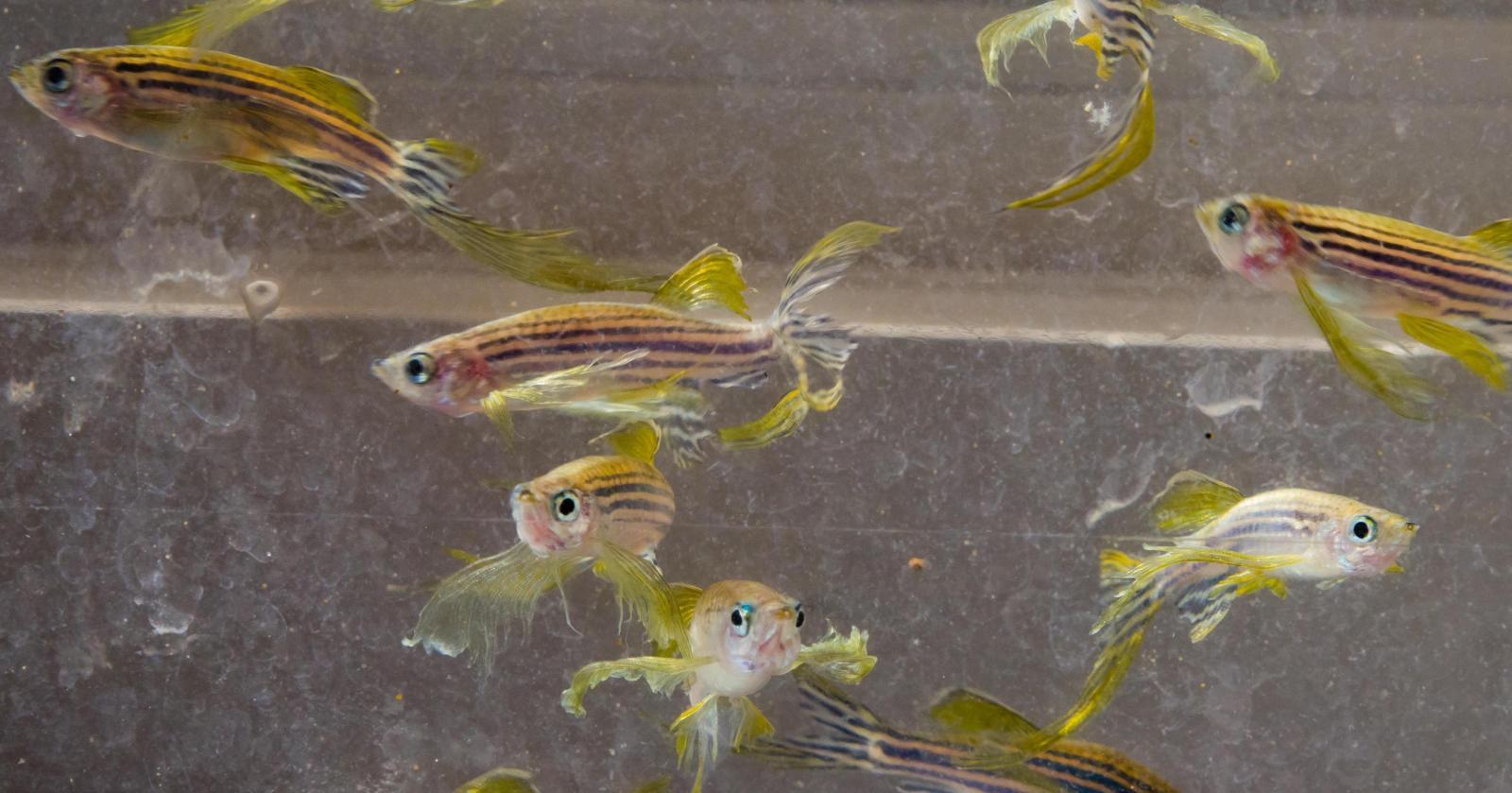 small striped fish in a tank