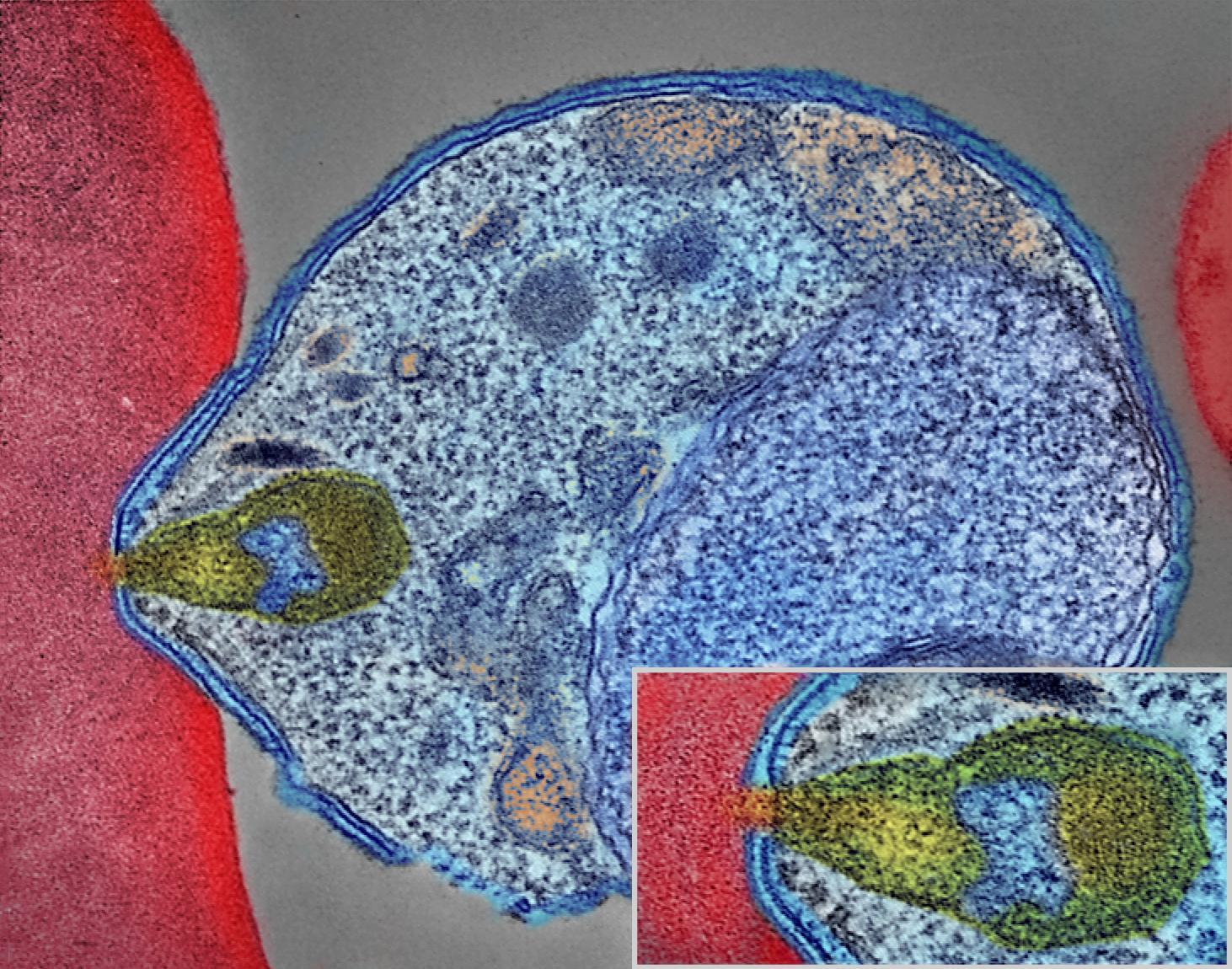 image of malaria parasite invading red blood cell