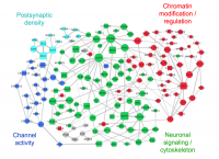 Network of autism-associated genes
