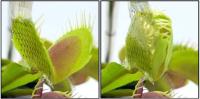 images of a Venus flytrap plant