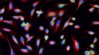 New Single-Cell Sequencing Boosts Drug Screening
