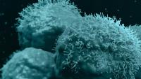 T cells