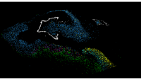 cells in the brain's hippocampus