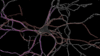 image of neuron
