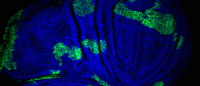 super competitor cells (green) cheat to take over_a developing fly wing_3x.png