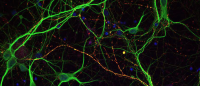 neurons seeded with tau proteins (red)