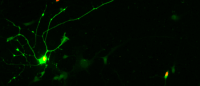 a motor neuron created in the lab from an embryonic stem cell